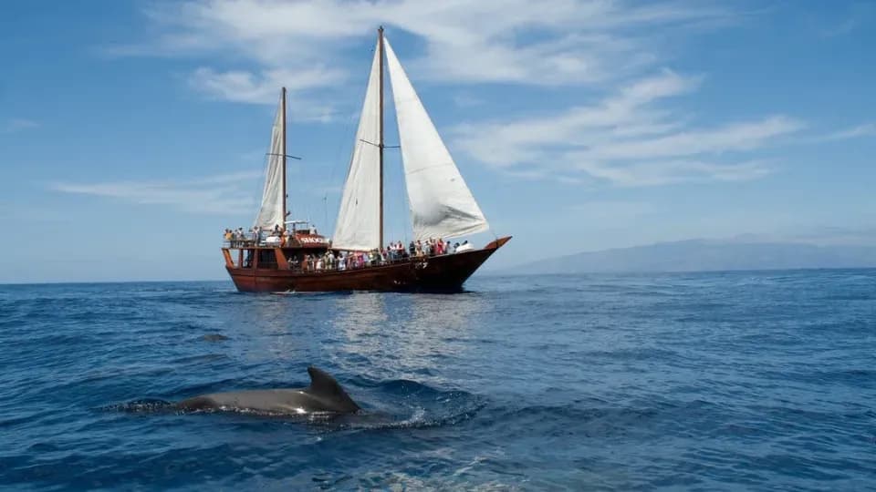 Side Dolphin Island Boat Trip - Image 1